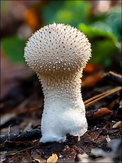 A quoi te fait penser ce champignon ?