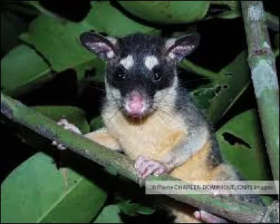 Et si on changeait un peu ? D'après toi, sur quel continent peux-tu rencontrer cet animal ?