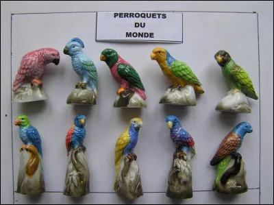 Ce perroquet nain de Nouvelle-Guinée est le plus petit du monde, combien peut-il mesurer ?