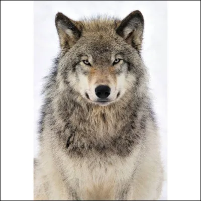 Aimes-tu les loups ?