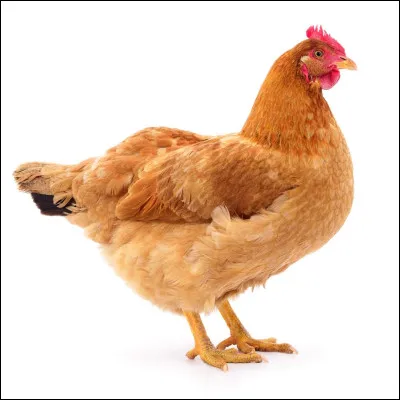 Si tes copines te traitaient de poule mouillée, que ferais-tu ?