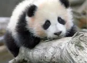 Quiz Les animaux prhistoriques !