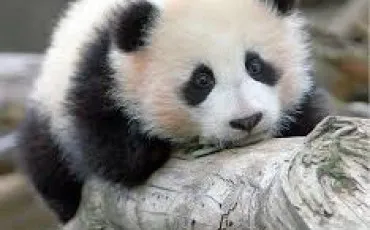Quiz Animaux
