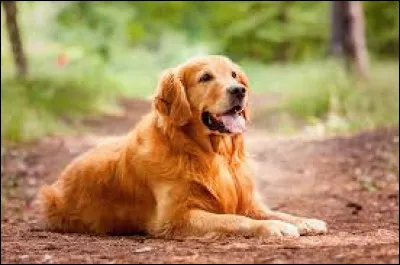 Complétez le nom de cette race de chien : "Golden ..." :