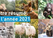 Test  quel animal ressembles-tu le plus ?
