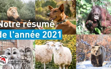 Quiz Animaux