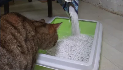 Serais-tu prêt(e) à changer une litière une fois par semaine ?