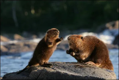 Quel est le nom du jeune castor dans ce film d'animation, sorti en 2008 ?