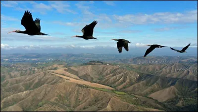 Aimes-tu la sensation de voler ?