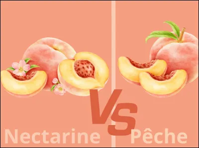 Quelle est la principale différence botanique entre une pêche et une nectarine en termes de leur classification par rapport au pêcher ?