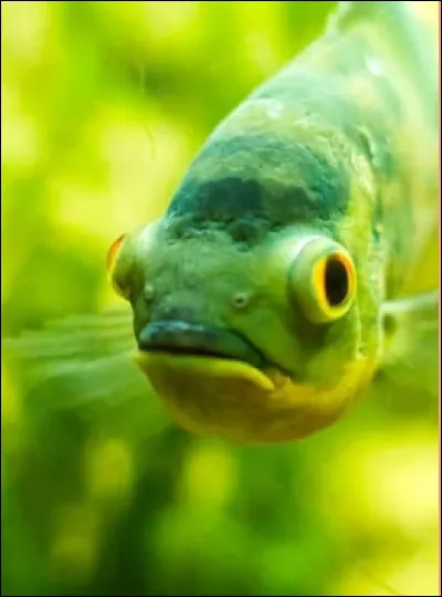 Quel poisson d'eau douce, réputé pour sa chair délicate, est élevé en pisciculture mais aussi très recherché par les pêcheurs à la mouche dans les rivières froides et oxygénées ?