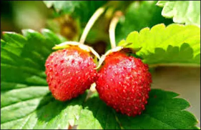 Parmi ces variétés, laquelle ne concerne pas la fraise ?