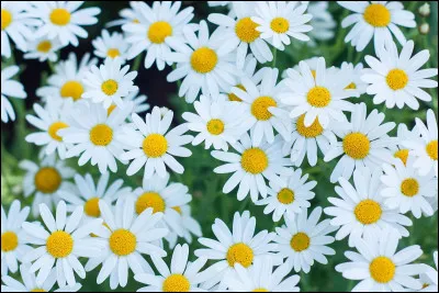 Qui chante "Daisies" ?