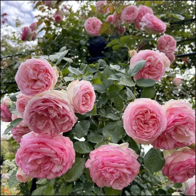 Qui chante "Flowers" ?