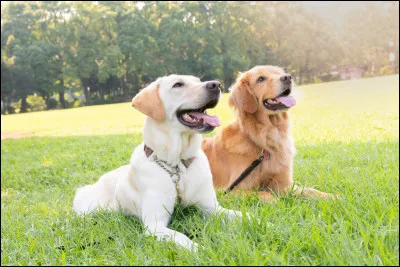 Quel est cet autre chien ?