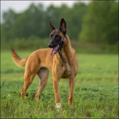 Quel est ce chien ?