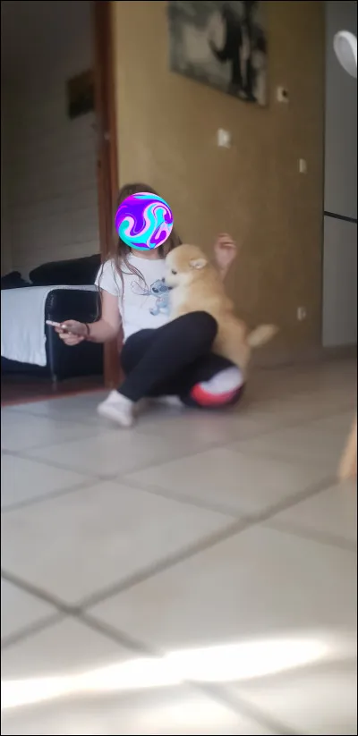 Quel est ce petit chien ?