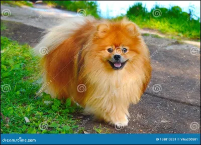 Quel est ce petit chien ?