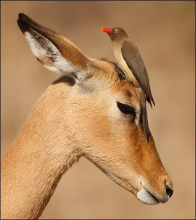 Quel oiseau a la particularité de se percher sur certains animaux pour y chercher des parasites ?