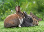 Quiz Retrouve la famille d'animaux de la ferme