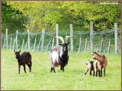 Qui est de la famille de la chèvre ?