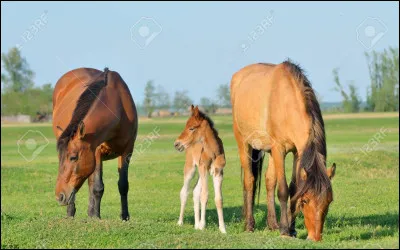 Qui est de la famille du cheval ?