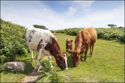 Qui est de la famille de la vache ?