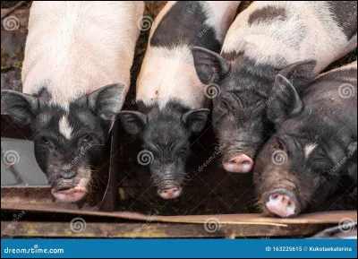 Qui est de la famille du cochon ?
