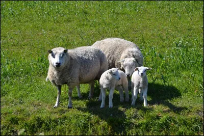Qui est de la famille du mouton ?