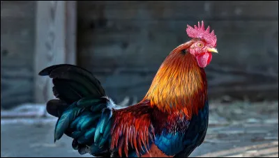 Bonus : Quel est cet animal ?