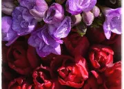 Test Rouge ou violet