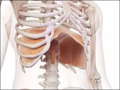 Qu'est-ce que le diaphragme ?
