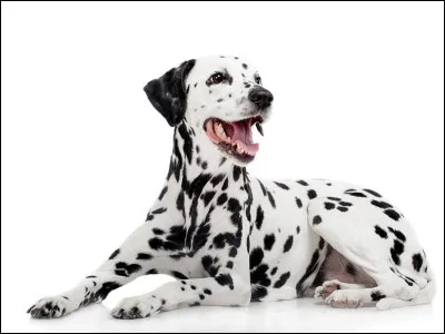 De quel pays est originaire le dalmatien ?