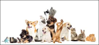 Quel est l'animal de compagnie de vos r&ecirc;ves ?