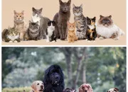 Test Es-tu un chat ou un chien ?