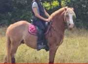 Quiz Les poneys