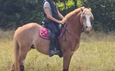 Quiz Poneys