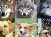 Test Loup sauvage ou chien domestique ?
