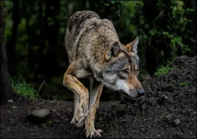 Quelle image t'attire le plus ?