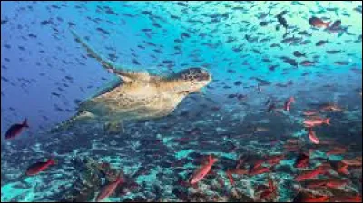 De quel pays font partie les îles Galapagos ?