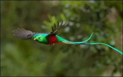 Comment s'appelle l'oiseau à longue queue vénéré par les peuples de Méso-Amérique qui est l'emblème du Guatemala ?