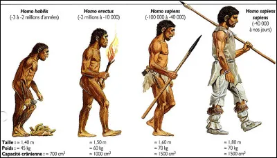 À quelle espèce d'hommes préhistoriques appartenaient "l'homme de Pékin" et "l'homme de Java" ?