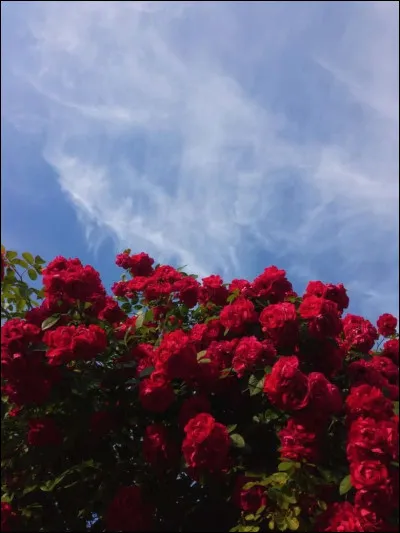 Ta passion, c'est...