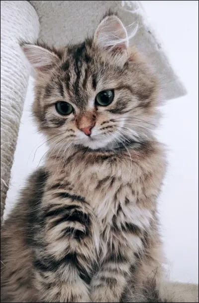 Qui a dit cette phrase "Je suis folle des chats !" ?