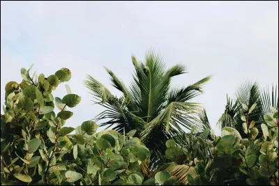 Et enfin, qui est née en Thaïlande ?