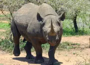 Quiz Vrai/faux rhinocros noir