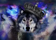 Test Es-tu un loup Alpha ?