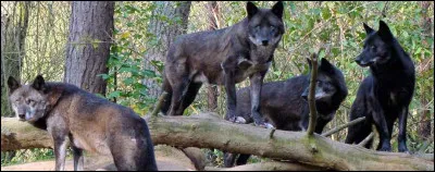 Veux-tu être en meute ?