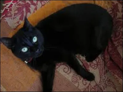 Quel loup est ton préféré ?