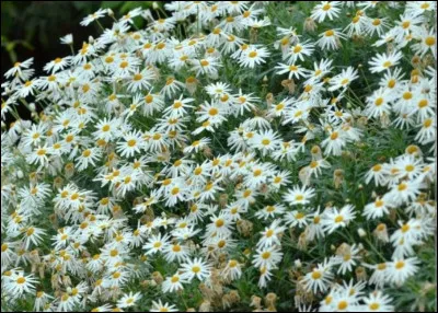 Comment utilise-t-on le chasse-fièvre ?